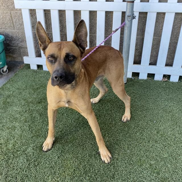 Alcatraz - Belgian Shepherd Malinois
