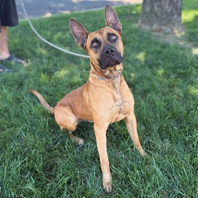 Alcatraz - Belgian Shepherd Malinois