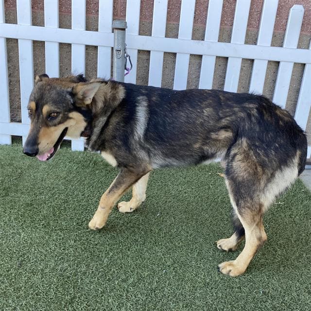 Unknown - German Shepherd Dog
