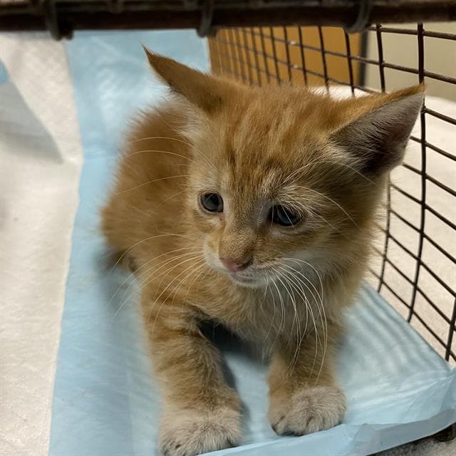 Unknown - Domestic Short Hair