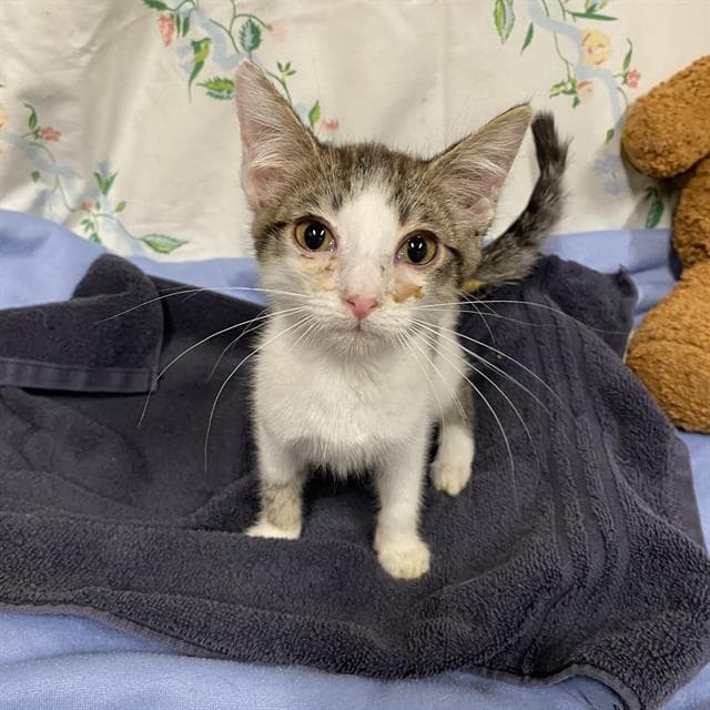 Unknown - Domestic Short Hair