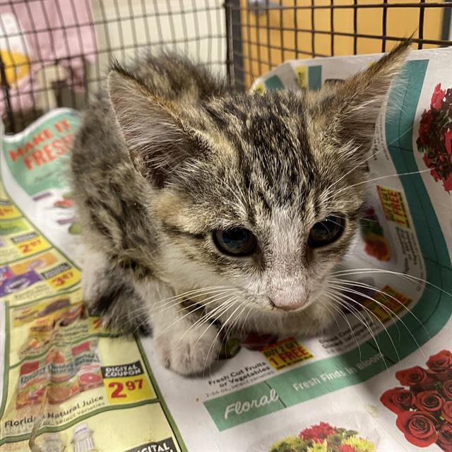 Unknown - Domestic Short Hair