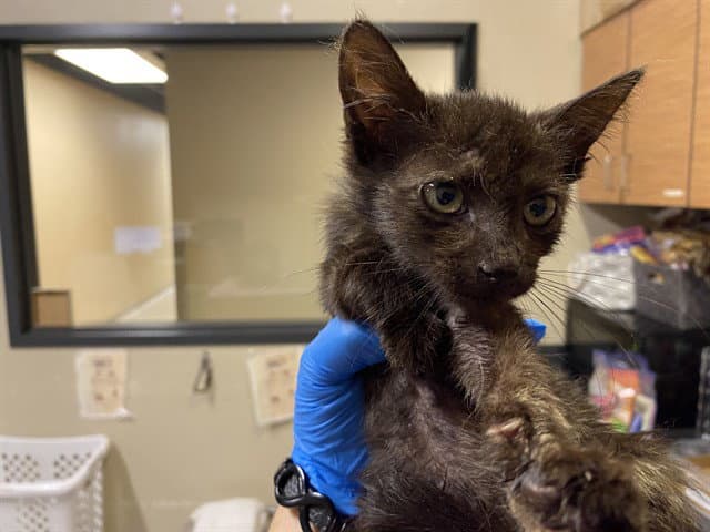 Truffle - Domestic Short Hair