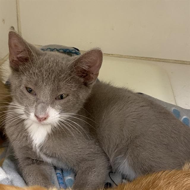 Unknown - Domestic Short Hair
