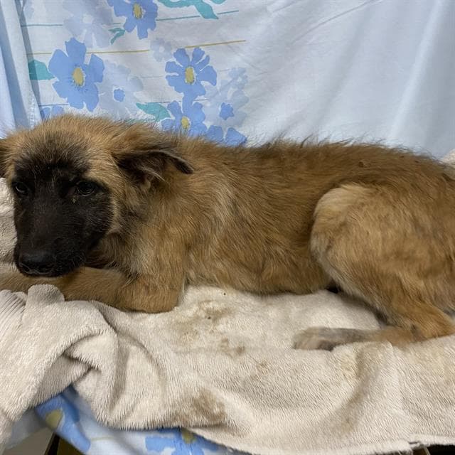 Unknown - German Shepherd Dog