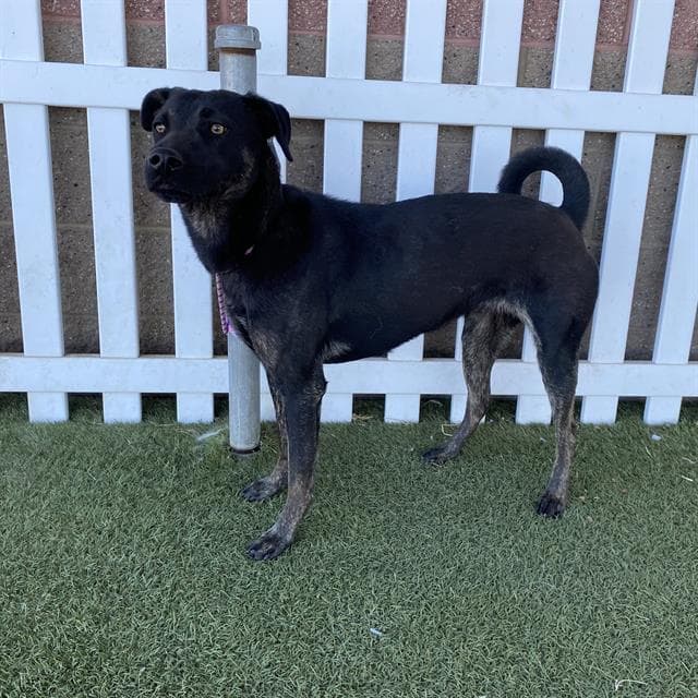Unknown - Staffordshire Bull Terrier