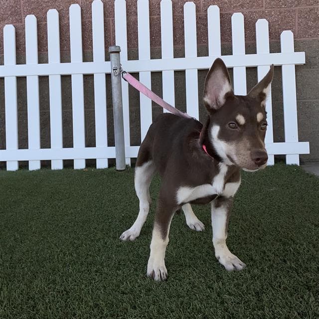 Lady - Siberian Husky