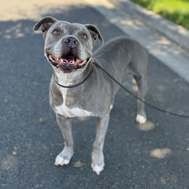 Alizee - Pit Bull Terrier