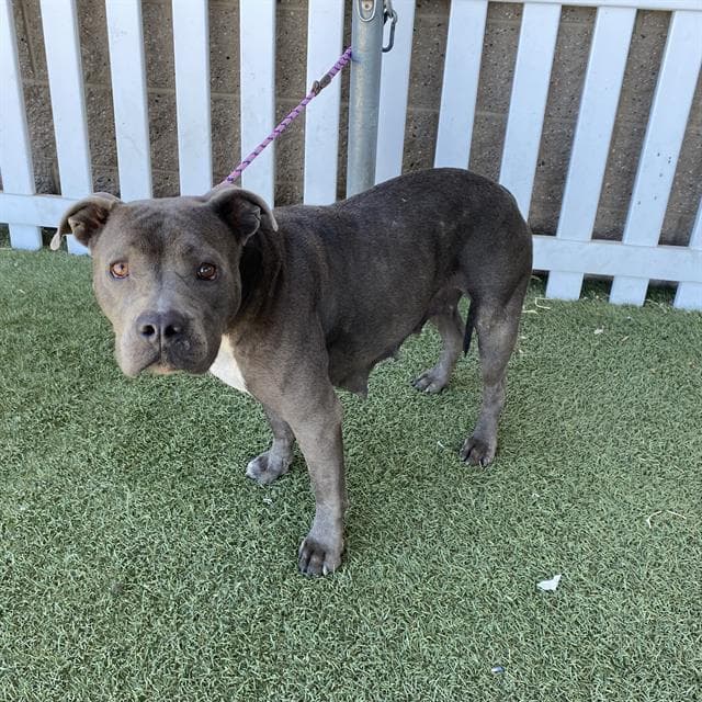 Unknown - Pit Bull Terrier