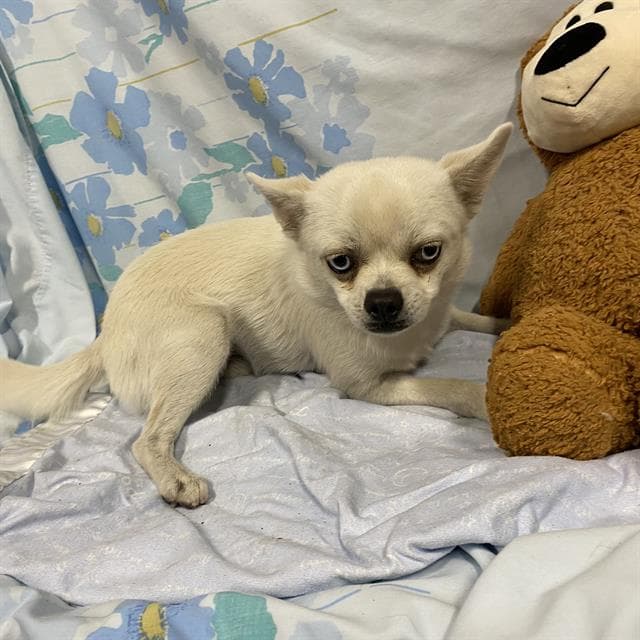 Unknown - Chihuahua