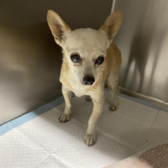 Unknown - Chihuahua