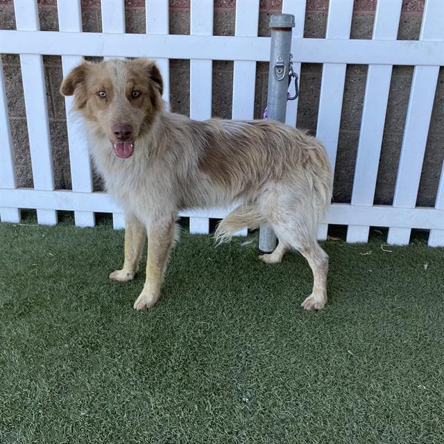 Unknown - Australian Shepherd