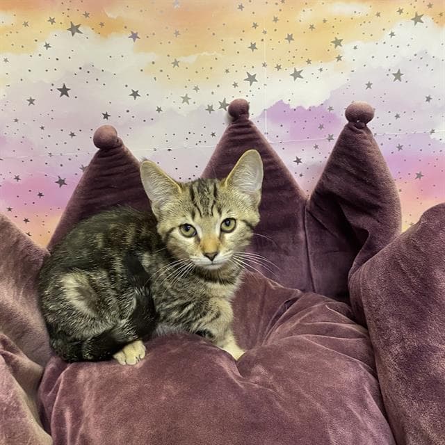 Jeri - Domestic Short Hair