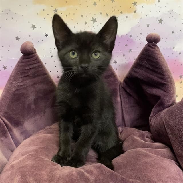 Tom - Domestic Short Hair