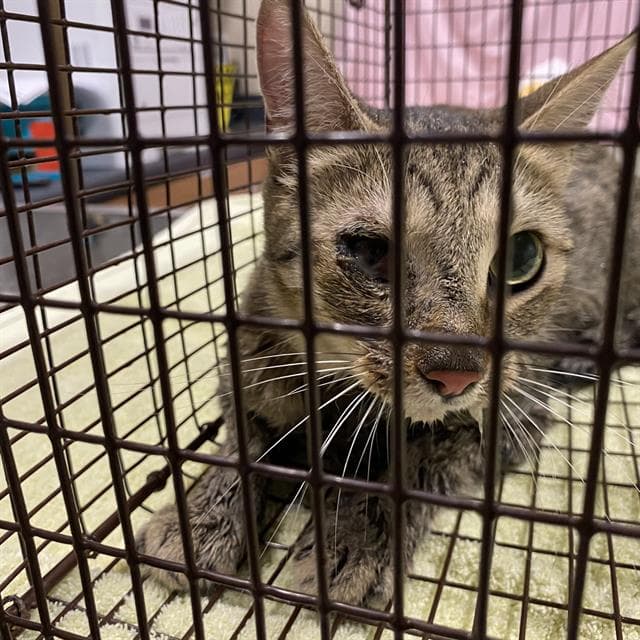 Unknown - Domestic Short Hair