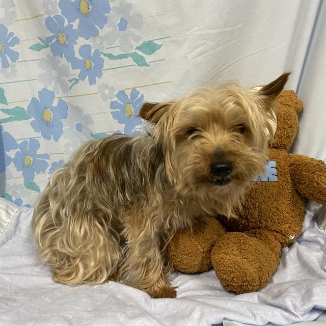 Lucy - Yorkshire Terrier Yorkie