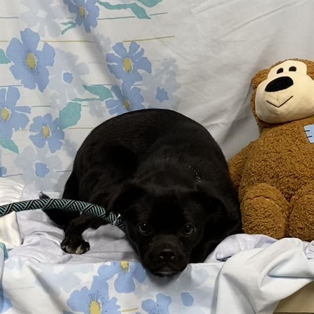 Unknown - Pug