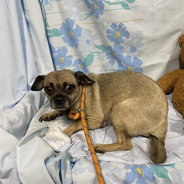 Unknown - Pug