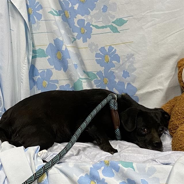 Unknown - Pug