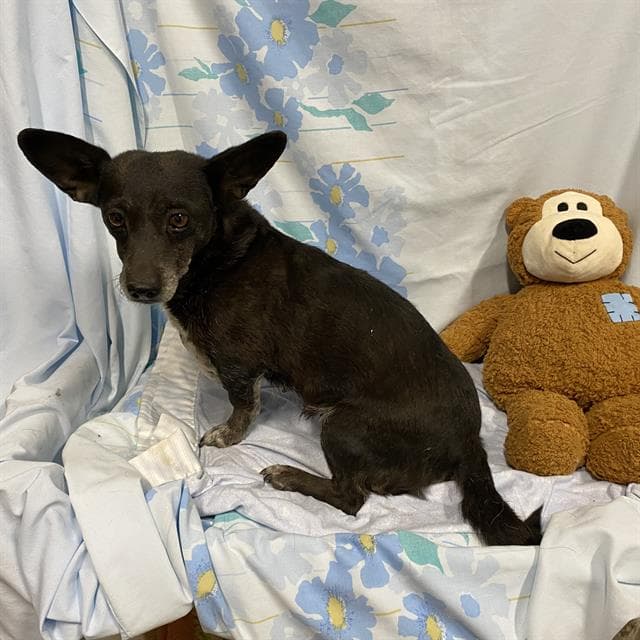 Unknown - Chihuahua