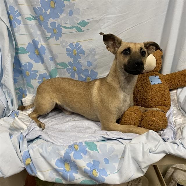 Unknown - Chihuahua