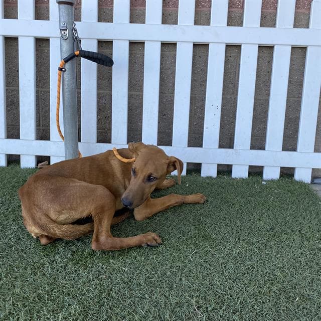Unknown - Doberman Pinscher