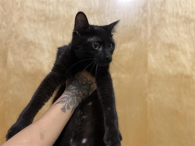 Unknown - Domestic Medium Hair