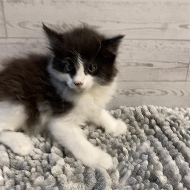 Jojo Panda - Domestic Short Hair
