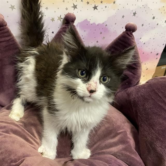 Jojo Panda - Domestic Short Hair