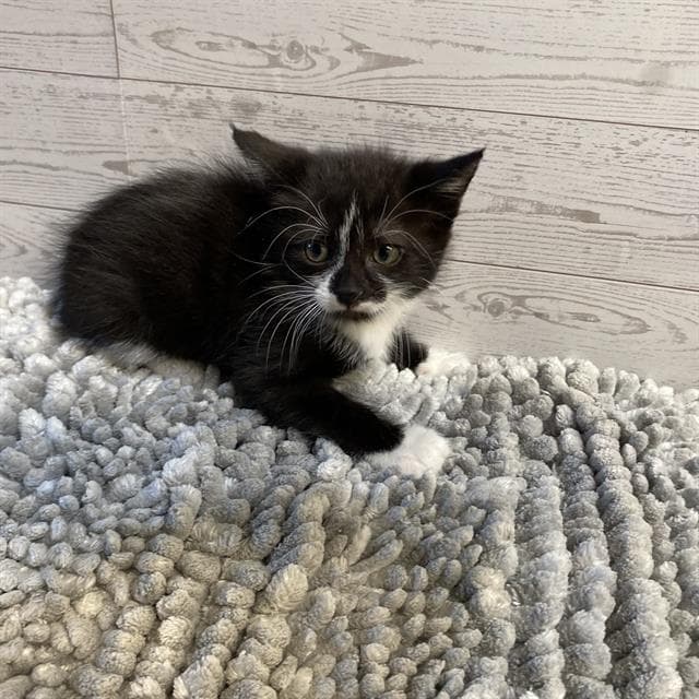 Fritz - Domestic Short Hair