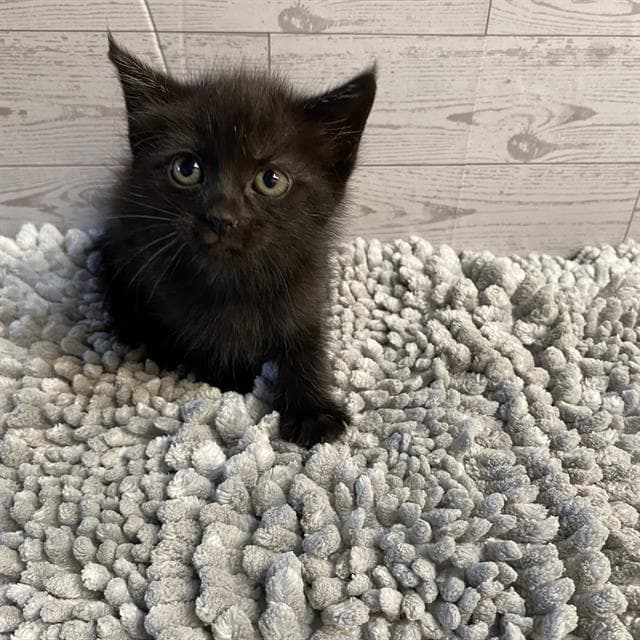 Fry - Domestic Short Hair