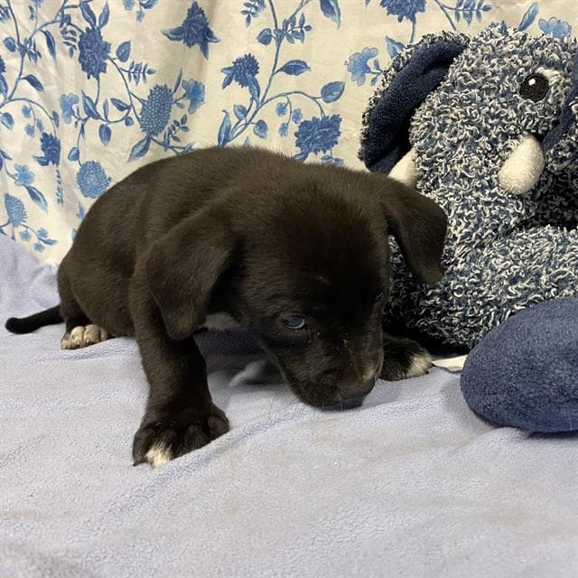 Sandy - Pit Bull Terrier