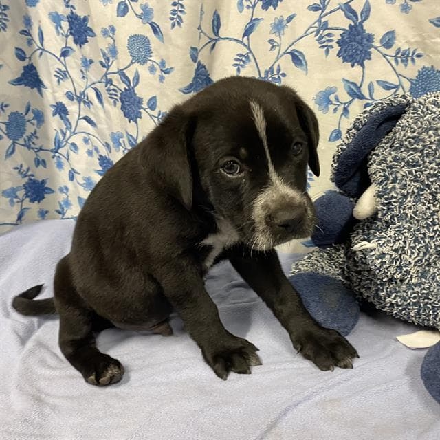 Tank - Pit Bull Terrier