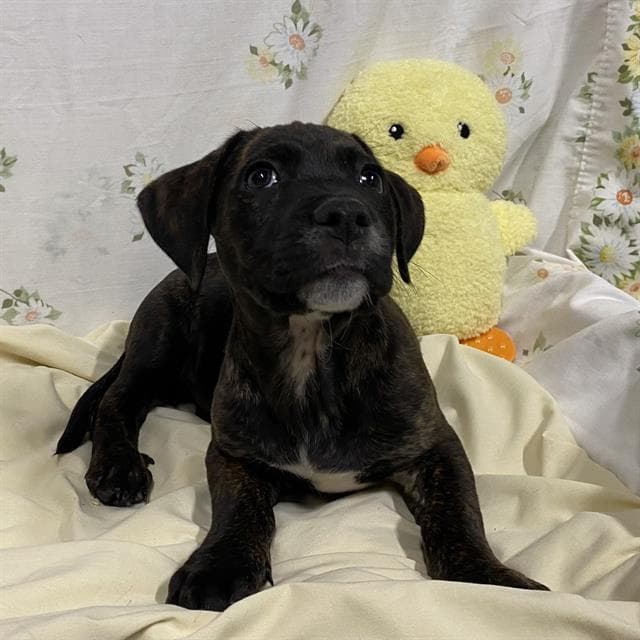 Pepe - Pit Bull Terrier