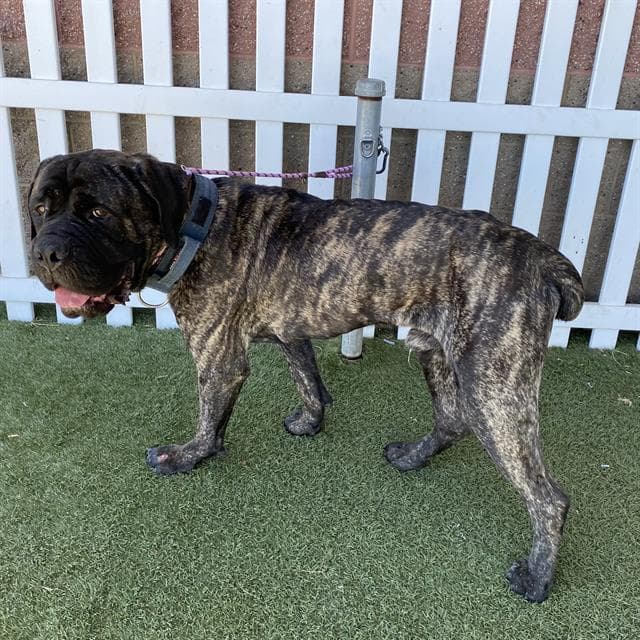 Unknown - Cane Corso Mastiff
