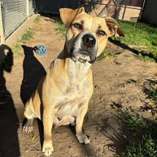 Samantha - Pit Bull Terrier