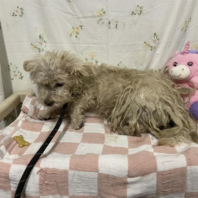 Scott Budman - Poodle (Miniature)