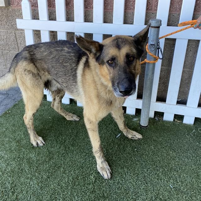 Marcus Washington - German Shepherd Dog
