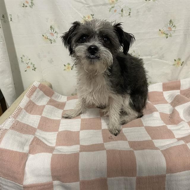 Jonathan Bloom - Miniature Schnauzer