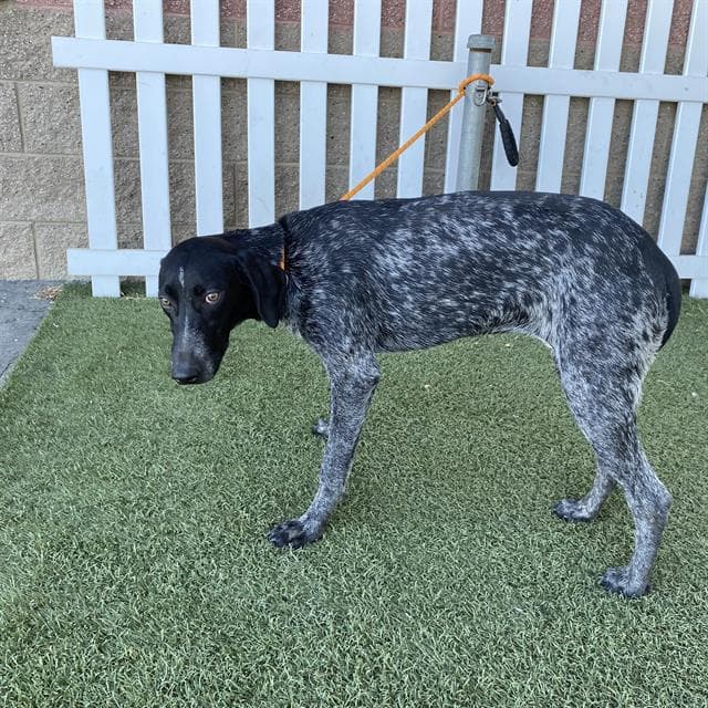 Audrey Asistio - German Shorthaired Pointer