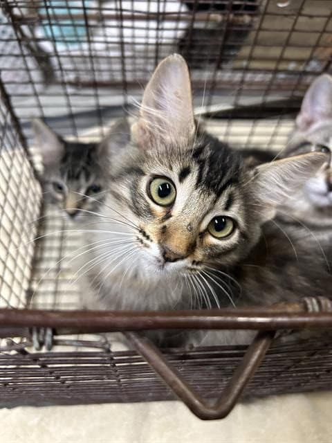 Meryn - Domestic Medium Hair
