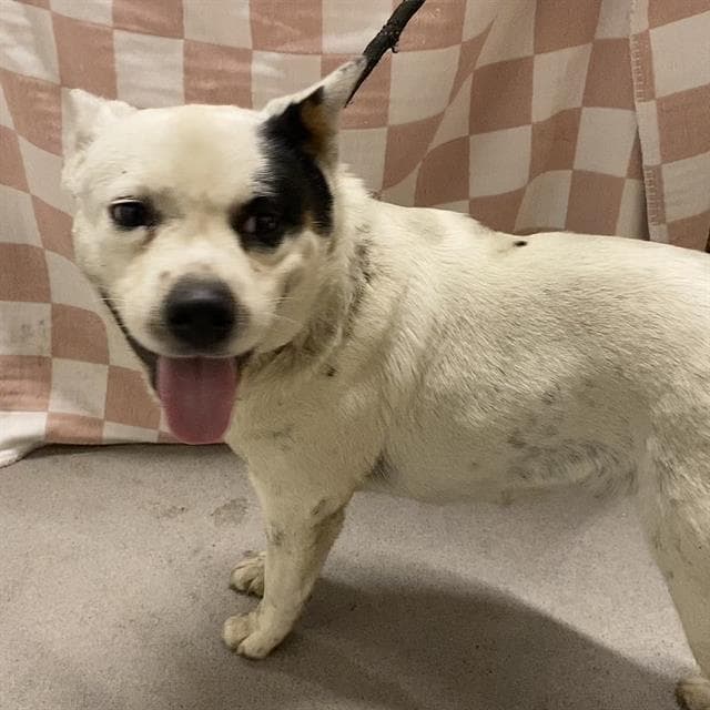 Gia Vang - Queensland Heeler