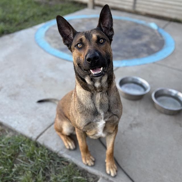 Dash - German Shepherd Dog