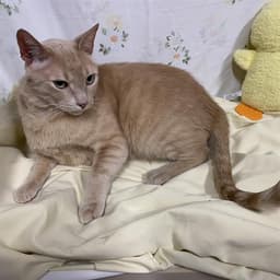 Garfield image 1