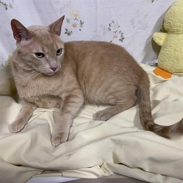 Garfield - Domestic Short Hair