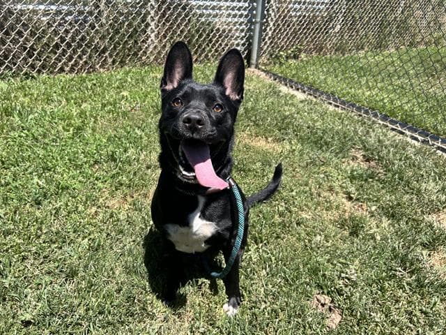 Khloe - Pit Bull Terrier