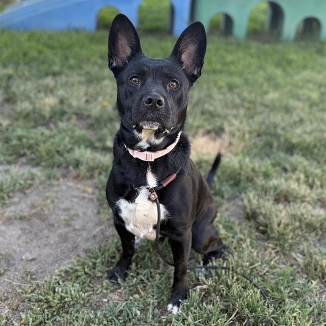 Khloe - Pit Bull Terrier