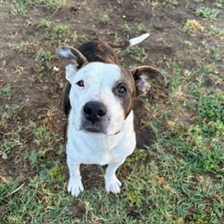 Nami - Pit Bull Terrier