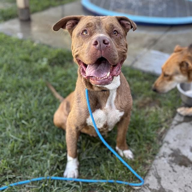 Cleo - Pit Bull Terrier