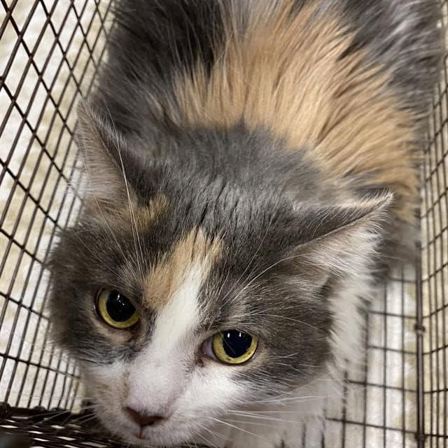 Unknown - Domestic Long Hair